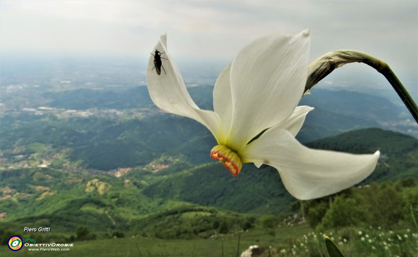 02 Narciso con ospite e vista sulle colline antistanti il Linzone .JPG